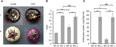 Identification of candidate genes associated with less-photosensitive anthocyanin phenotype using an EMS mutant (pind) in eggplant (Solanum melongena L.)